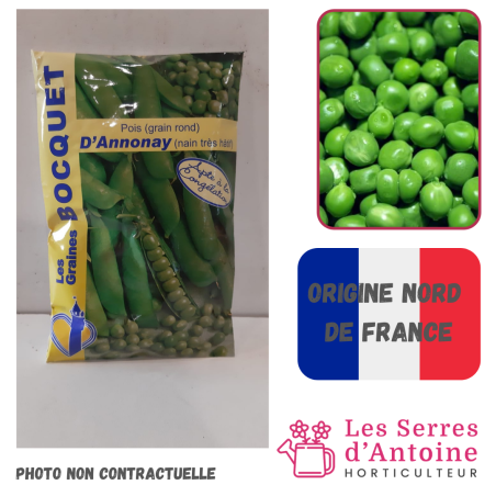 petit pois nain d'Annonay