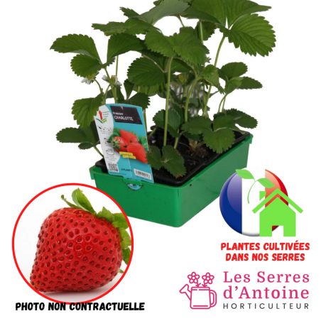 fraisier charlotte
