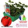 fraisier anais
