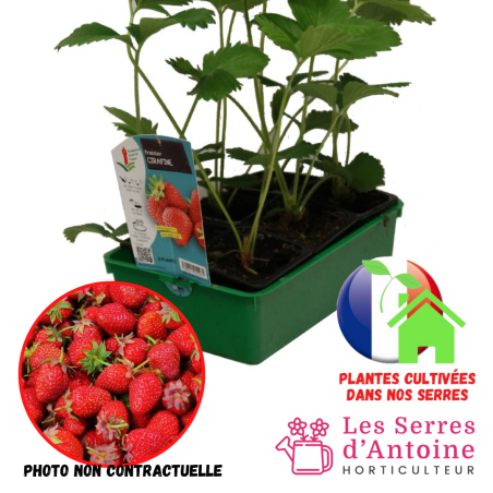 fraisier cirafine