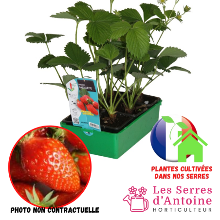 fraisier gariguette