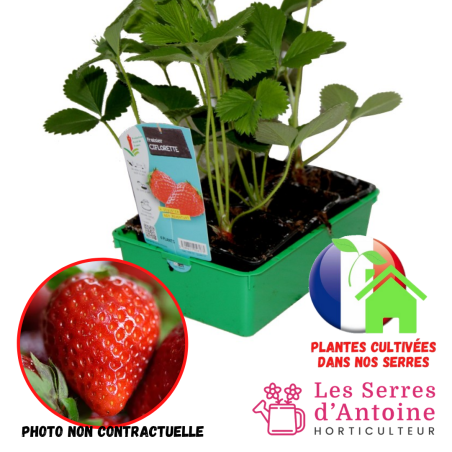 fraisier ciflorette