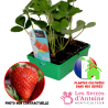 fraisier ciflorette
