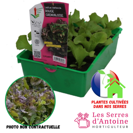 batavia rouge grenobloise