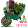 batavia rouge grenobloise