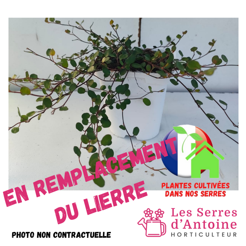 muehlenbeckia complexa muehlenbeckia complexa