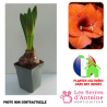 amaryllis orange souvereign