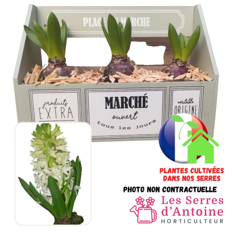 jardinière  place du marché jacinthe blanche