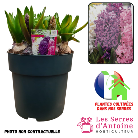 jacinthe nuit étoilée pot