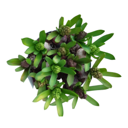 jacinthe nuit étoilée pot