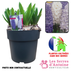 jacinthe nuit d'hiver pot