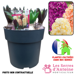 jacinthe nuit d'orient pot