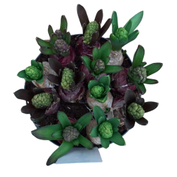 jacinthe nuit d'orient pot