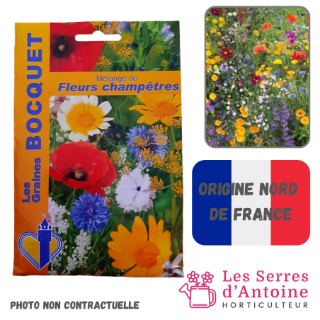 mélange de fleurs champêtres