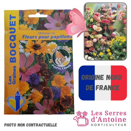 mélange de fleurs pour papillons