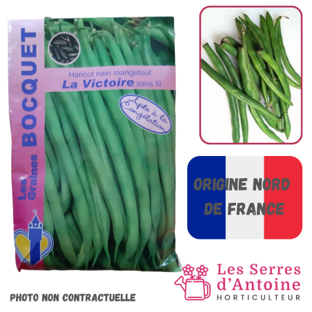 haricot nain mangetout La Victoire