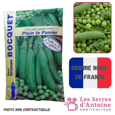 petit pois nain plein le panier