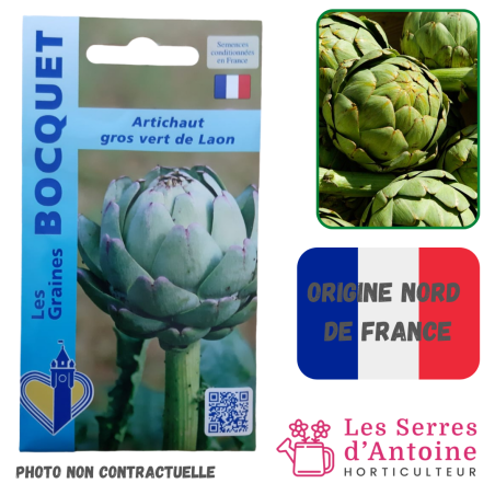 artichaut gros vert de Laon
