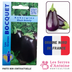 aubergine black beauty