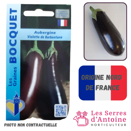 aubergine violette de Barbentane