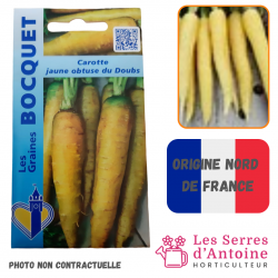 carotte jaune obtuse du Doubs