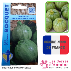 courgette de nice à fruit rond