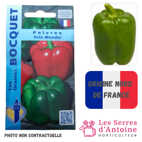 poivron Yolo Wonder