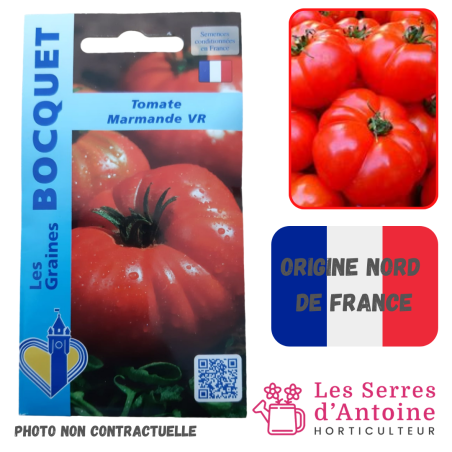 tomate marmande