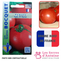 tomate pyros F1